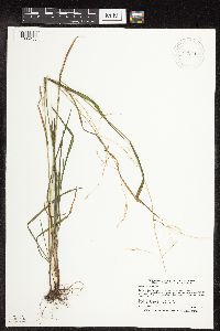 Festuca subverticillata image