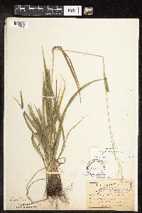Festuca subverticillata image