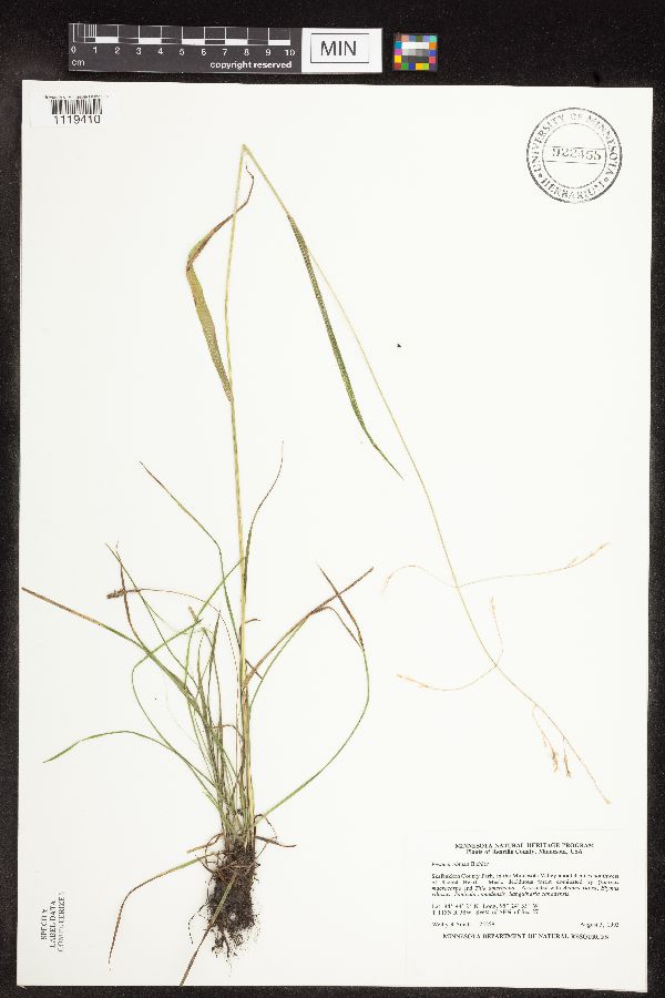 Festuca subverticillata image