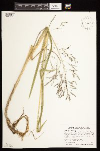 Media resource of Glyceria grandis