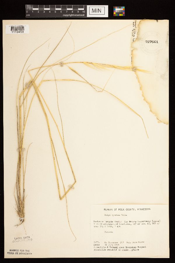 Hesperostipa spartea image