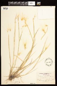 Hordeum jubatum image