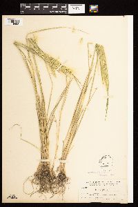Hordeum jubatum image