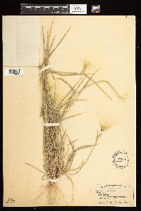 Hordeum jubatum image