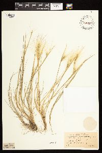 Hordeum jubatum image