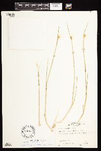 Hordeum jubatum image