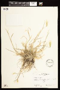 Hordeum jubatum image