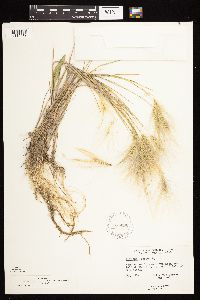 Hordeum jubatum image