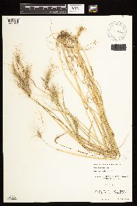 Hordeum jubatum image