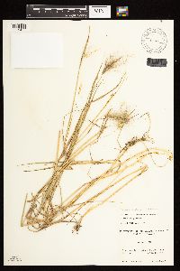 Hordeum jubatum image