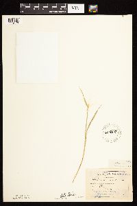 Hordeum jubatum image