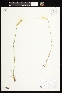 Hordeum jubatum image