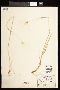 Hordeum jubatum image