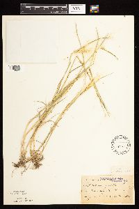Hordeum jubatum image