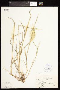 Hordeum jubatum image