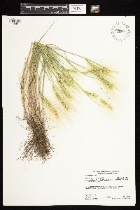 Hordeum jubatum image