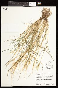 Hordeum jubatum image