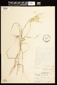 Hordeum jubatum image