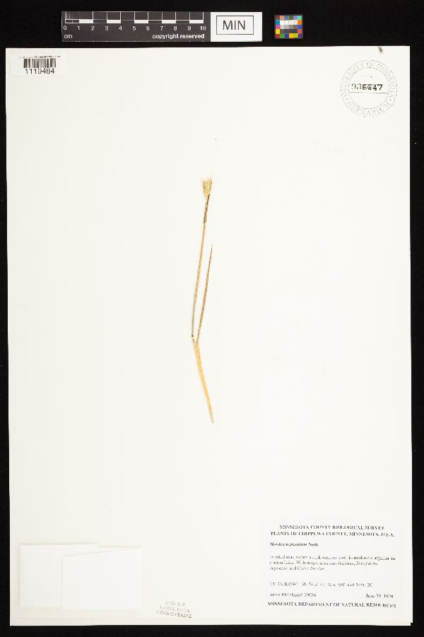 Hordeum pusillum image