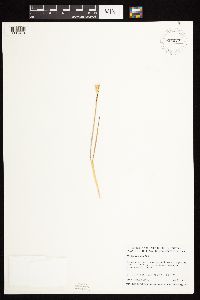 Media resource of Hordeum pusillum