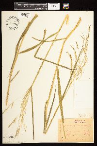 Leersia oryzoides image