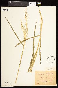 Leersia oryzoides image