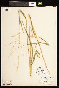 Leersia oryzoides image