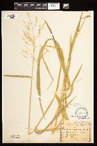 Leersia oryzoides image