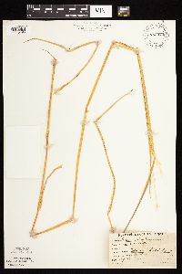 Leersia oryzoides image