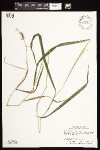 Leersia oryzoides image