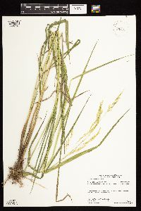 Leersia oryzoides image