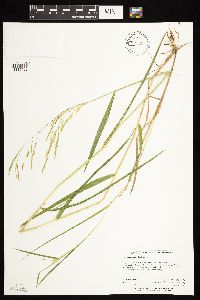 Leersia oryzoides image