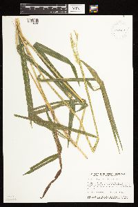 Leersia oryzoides image