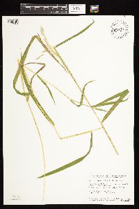 Leersia oryzoides image