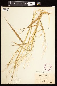 Leersia oryzoides image