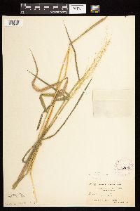Leersia oryzoides image
