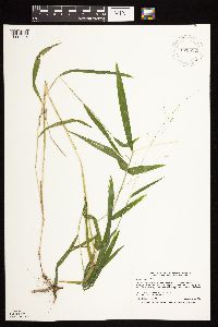 Leersia virginica image