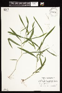 Leersia virginica image