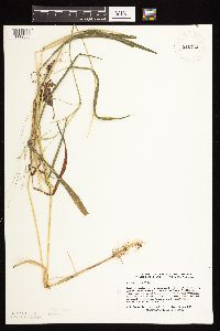 Leersia virginica image