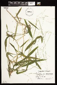 Leersia virginica image