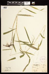 Leersia virginica image