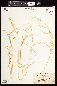 Leersia virginica image