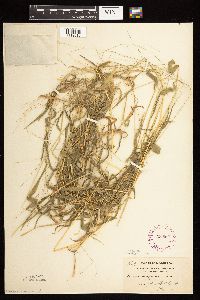 Leersia virginica image