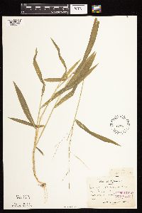 Leersia virginica image