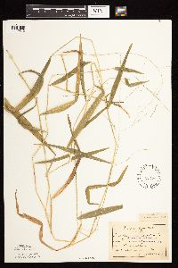 Leersia virginica image