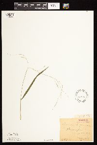 Leersia virginica image