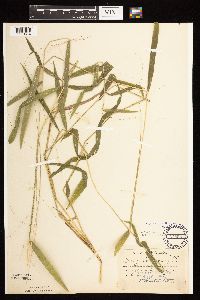 Leersia virginica image