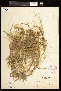 Leersia virginica image