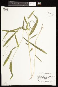 Leersia virginica image