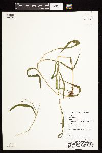 Leersia virginica image